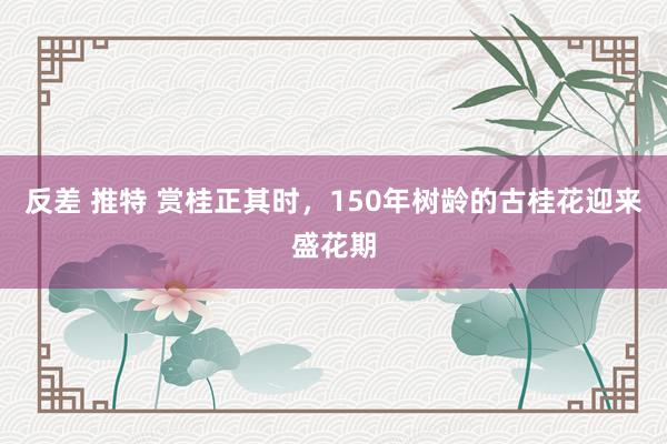 反差 推特 赏桂正其时，150年树龄的古桂花迎来盛花期