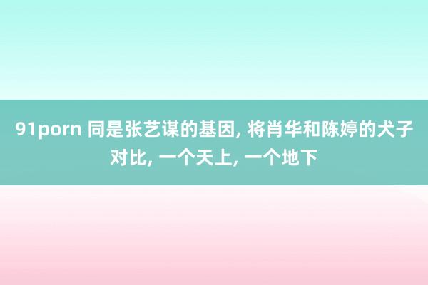 91porn 同是张艺谋的基因, 将肖华和陈婷的犬子对比, 一个天上, 一个地下